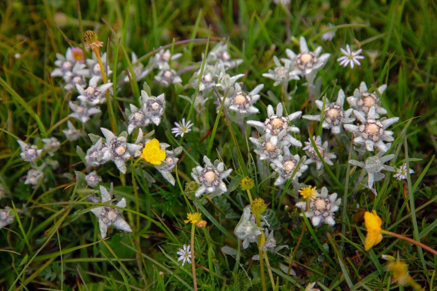 кыргызстан, горы, сон-куль, Элина Магалимова