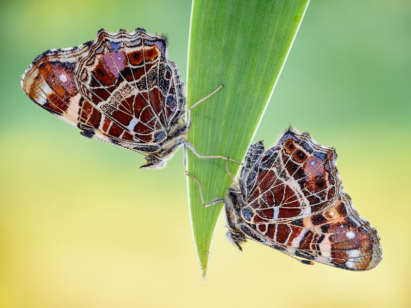 irass, waledzik, nat geo, olympus, close up, macro, extreme macro, макро Twins. фото превью