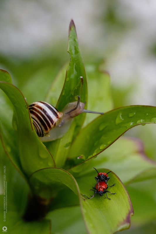 Третий лишний. фото превью