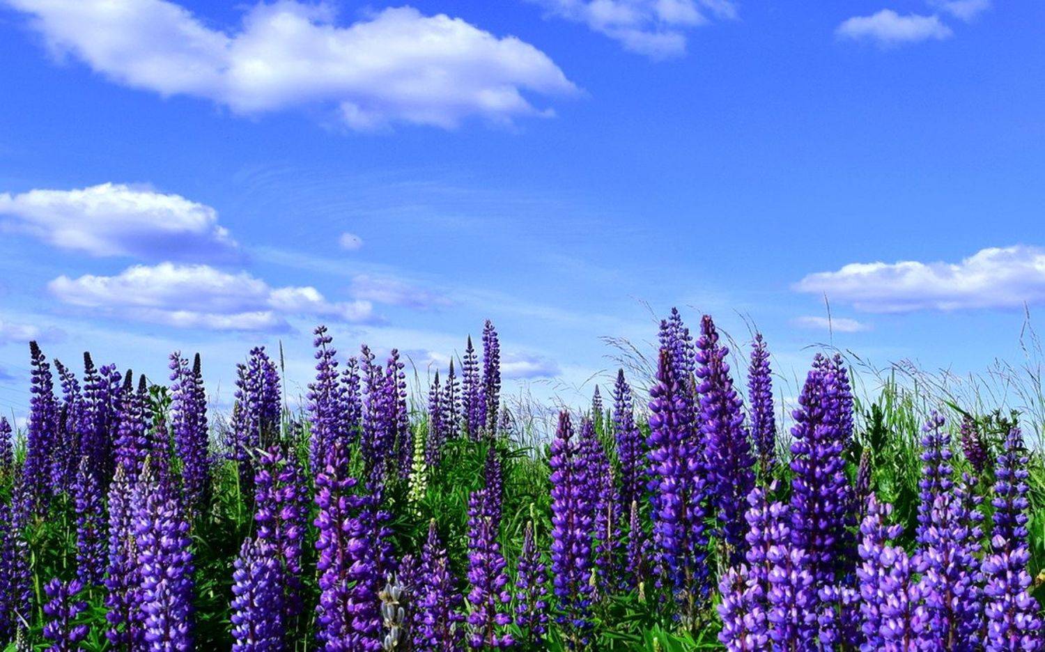 , Razgulyaev Aleksandr