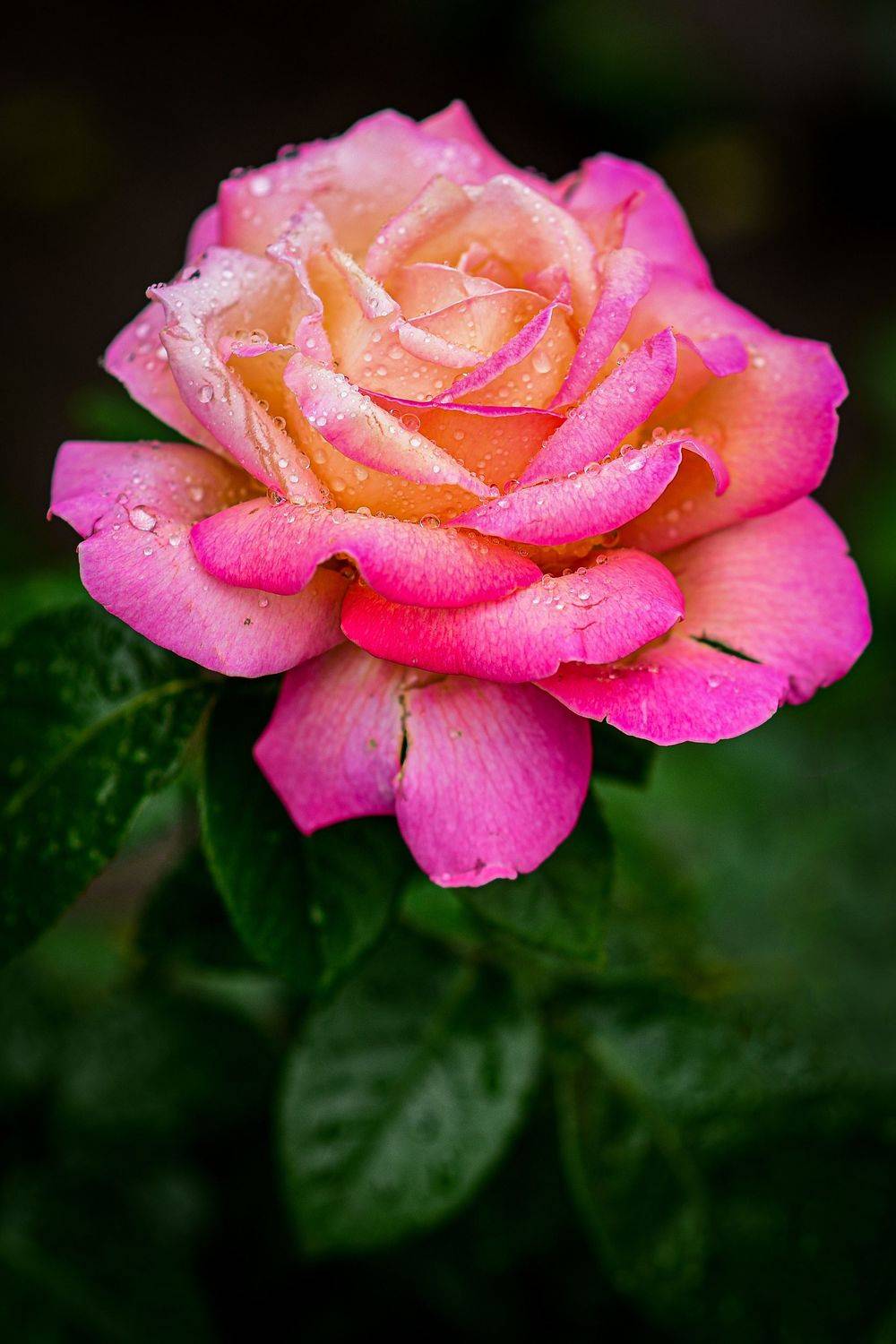 , Анастасия Донская