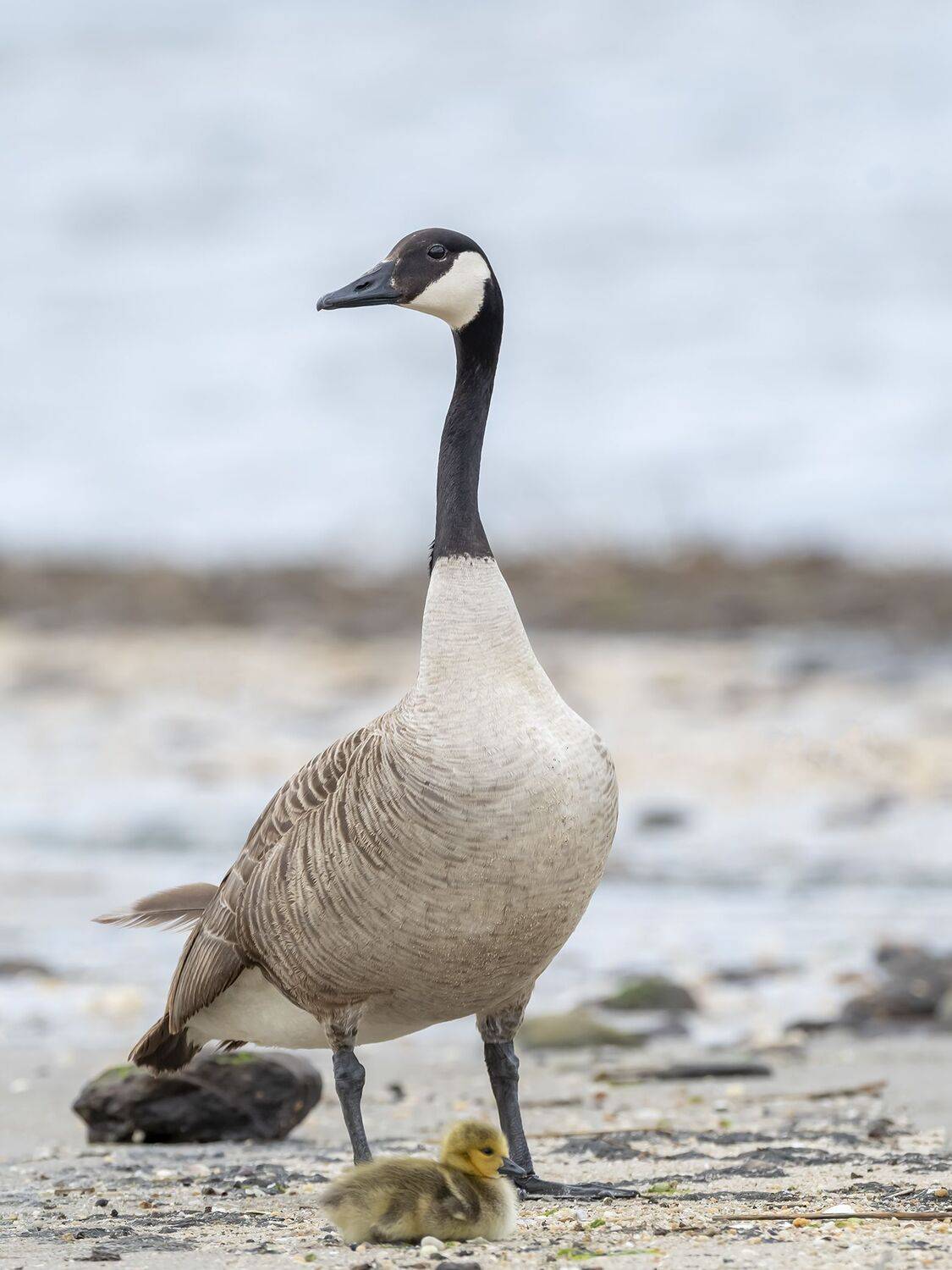 , Fernando Burgalin Sequeira