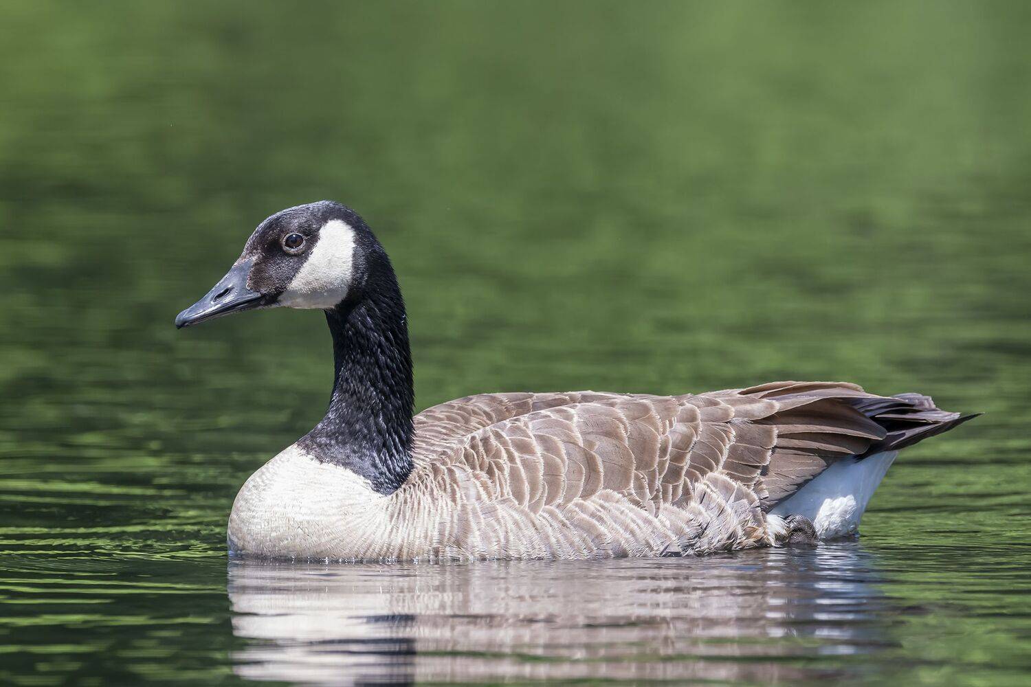 , Fernando Burgalin Sequeira