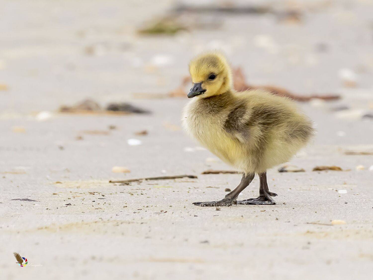 , Fernando Burgalin Sequeira