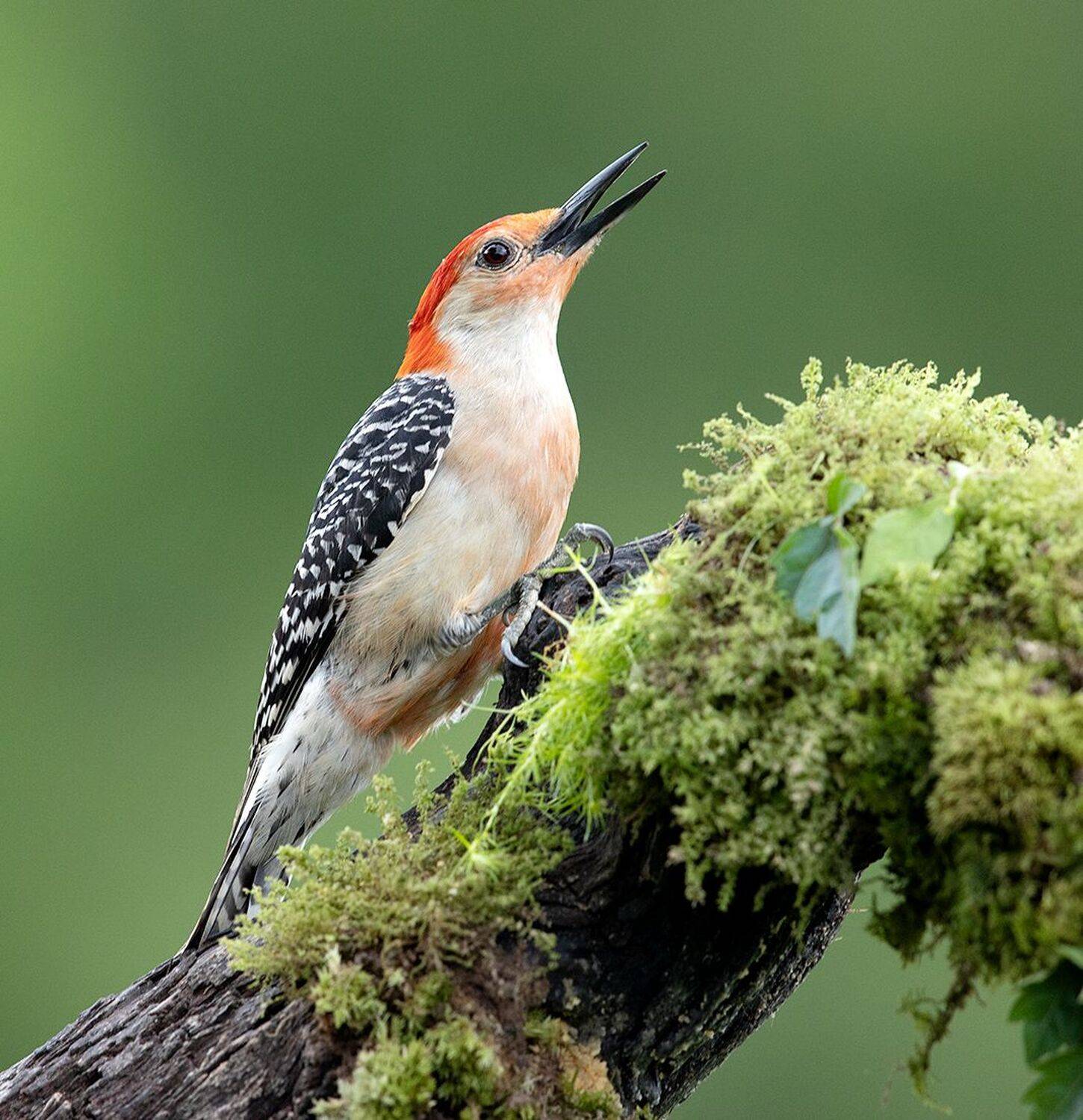 дятел, каролинский меланерпес, red-bellied woodpecker, woodpecker, Elizabeth Etkind