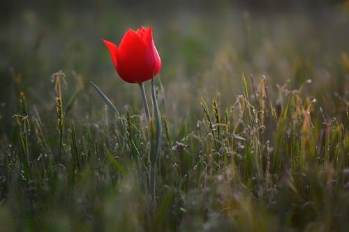 Тюльпан Шренка