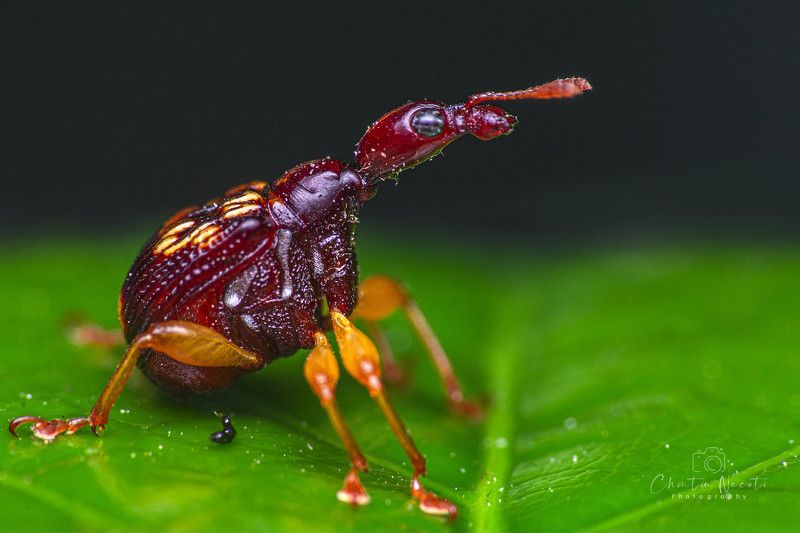 Leaf-rolling weevil, insect, macro, garden, small, animal, long neck, beauty, beautiful, close up, nature, natural Leaf-rolling weevil фото превью
