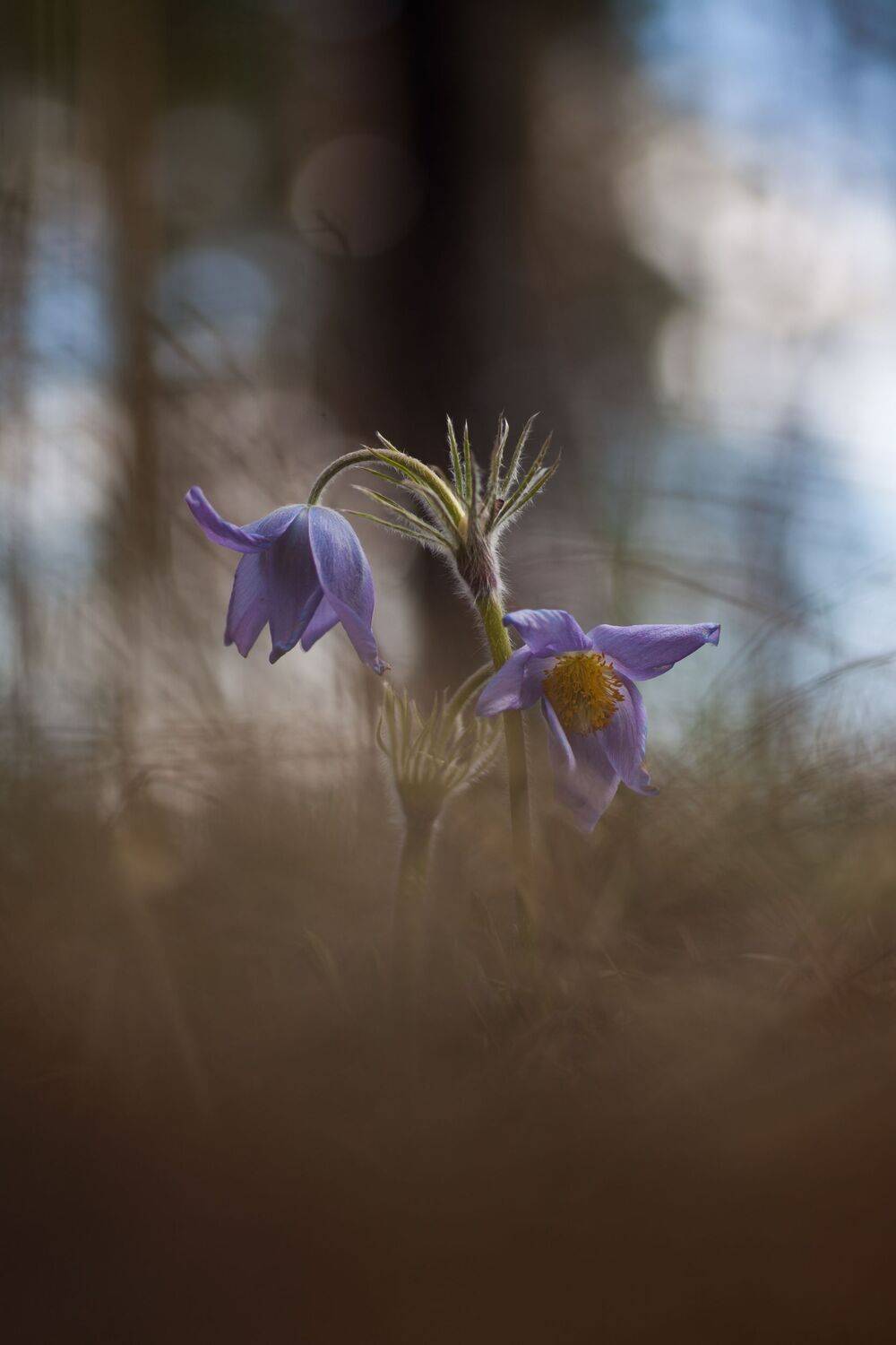 , Викулов Николай