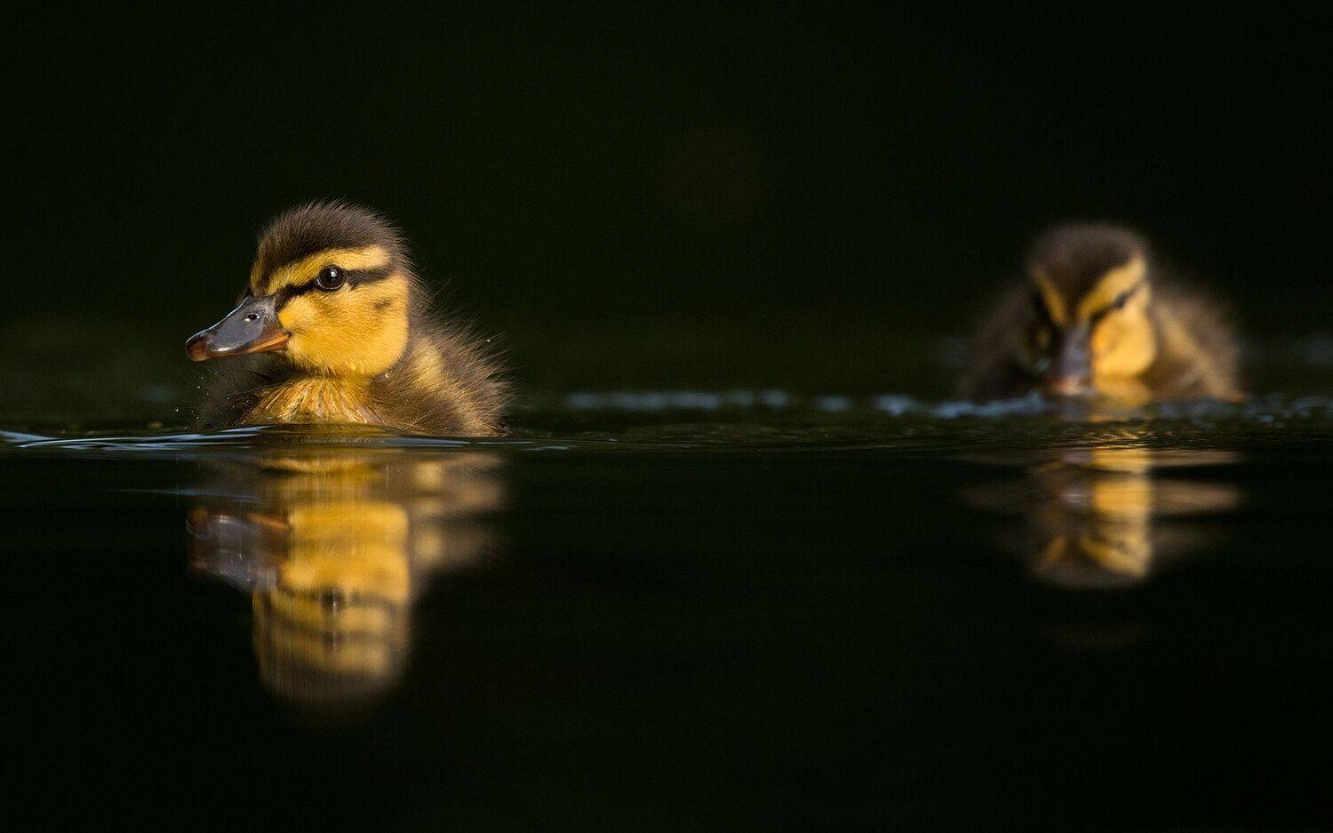 , Robert Adamec