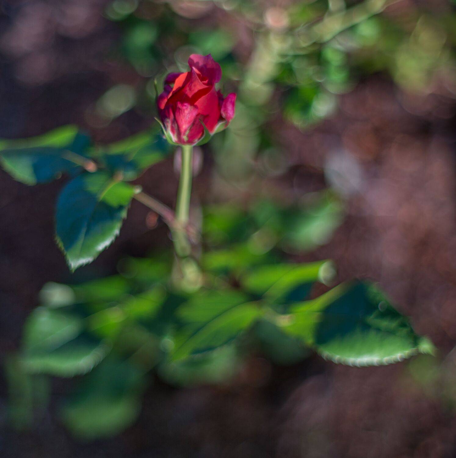 , Курлянцев Алексей