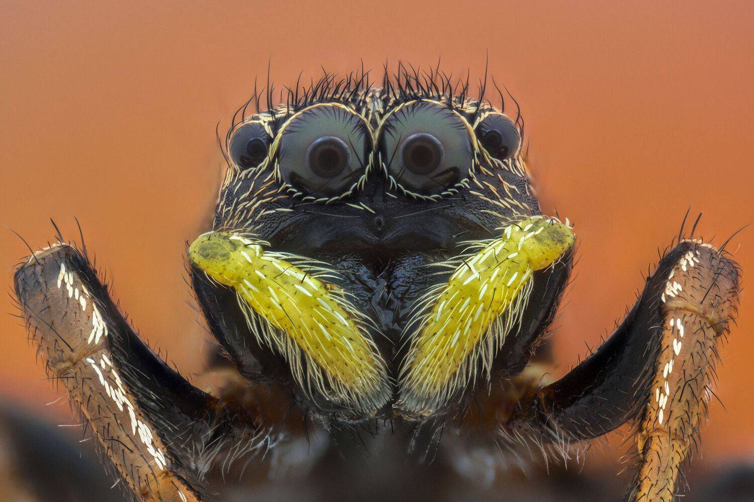 ceclii, nikond3400,macro, Tsvetan Ganev