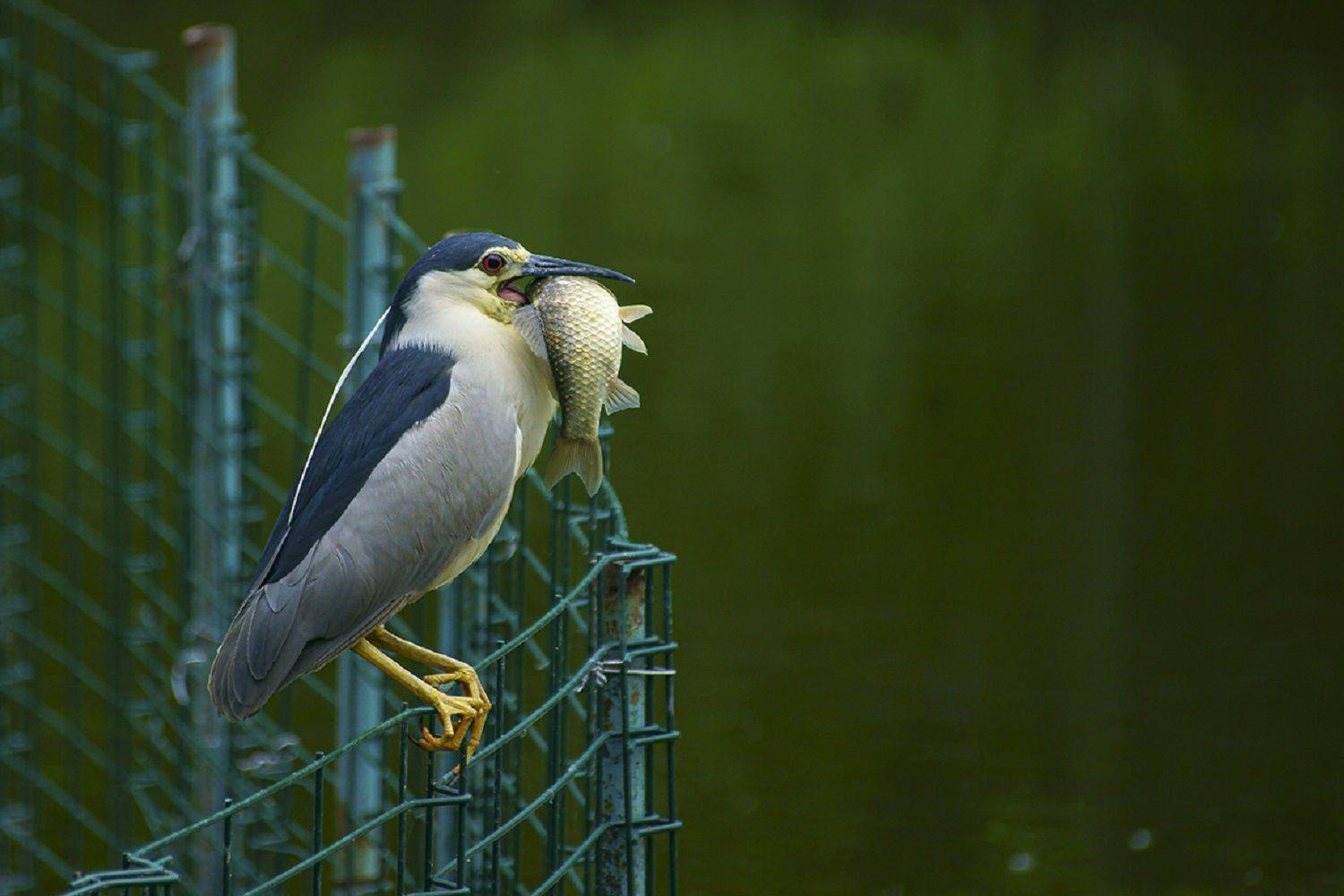 , Марина Соколова
