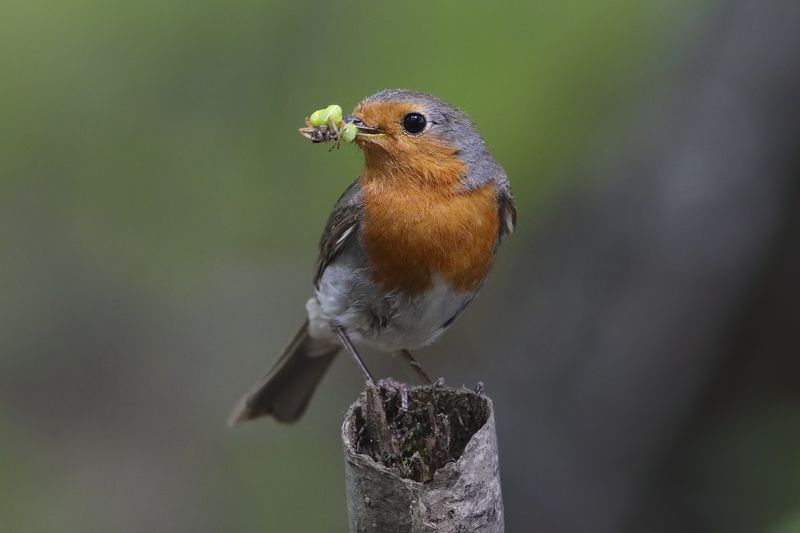 Малиновка фото превью