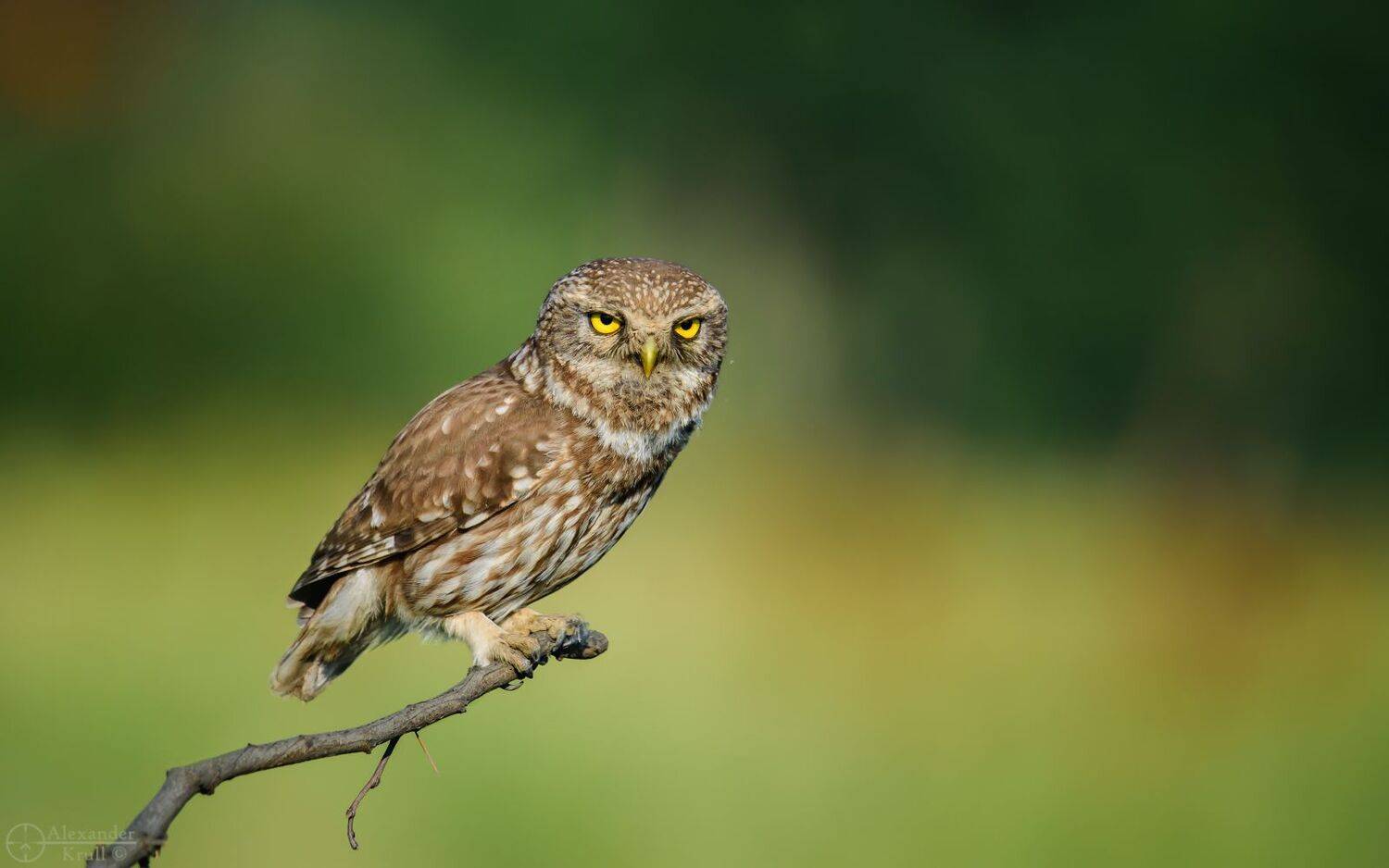 , Александр Круль