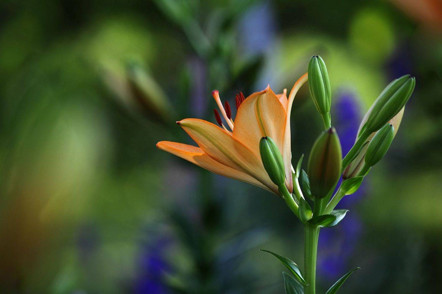 , Сергей Фудиненко