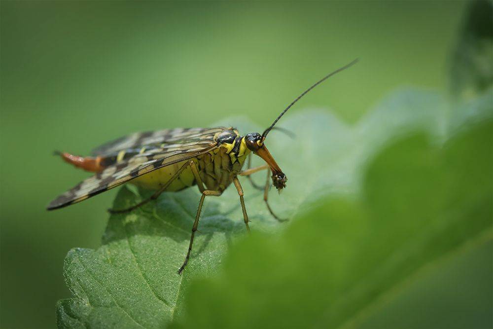 макро, скорпионница, скорпионовая муха, panorpa communis, scorpionfly, macro, Марина Хилько