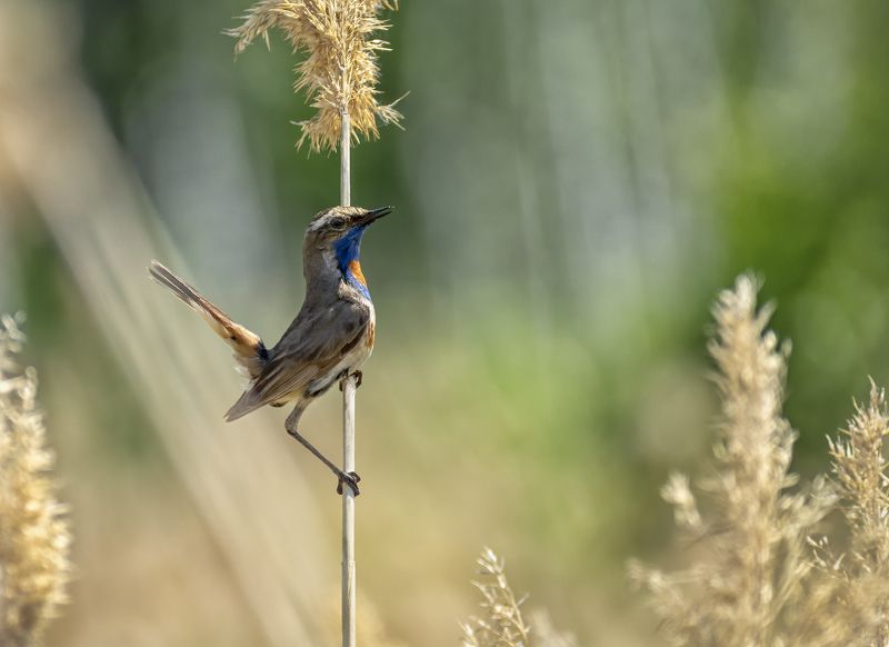птица, варакушка, самец, самка, Варакушки.. (самец и самка) фото превью