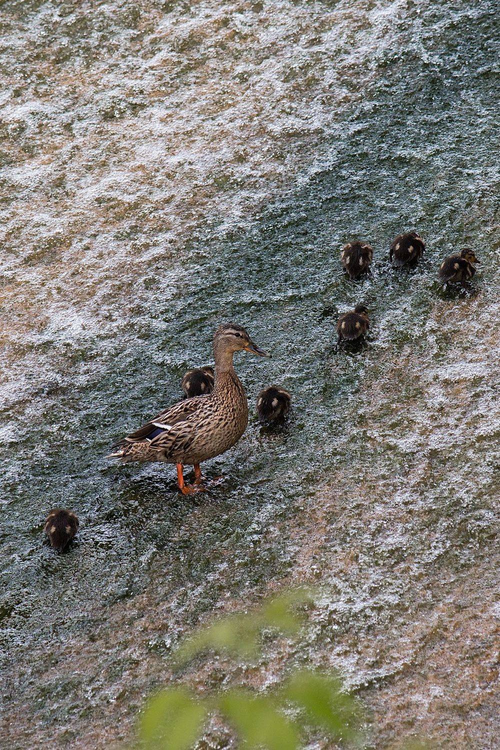 ,  Александр