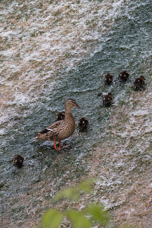 Утиные прогулки фото превью