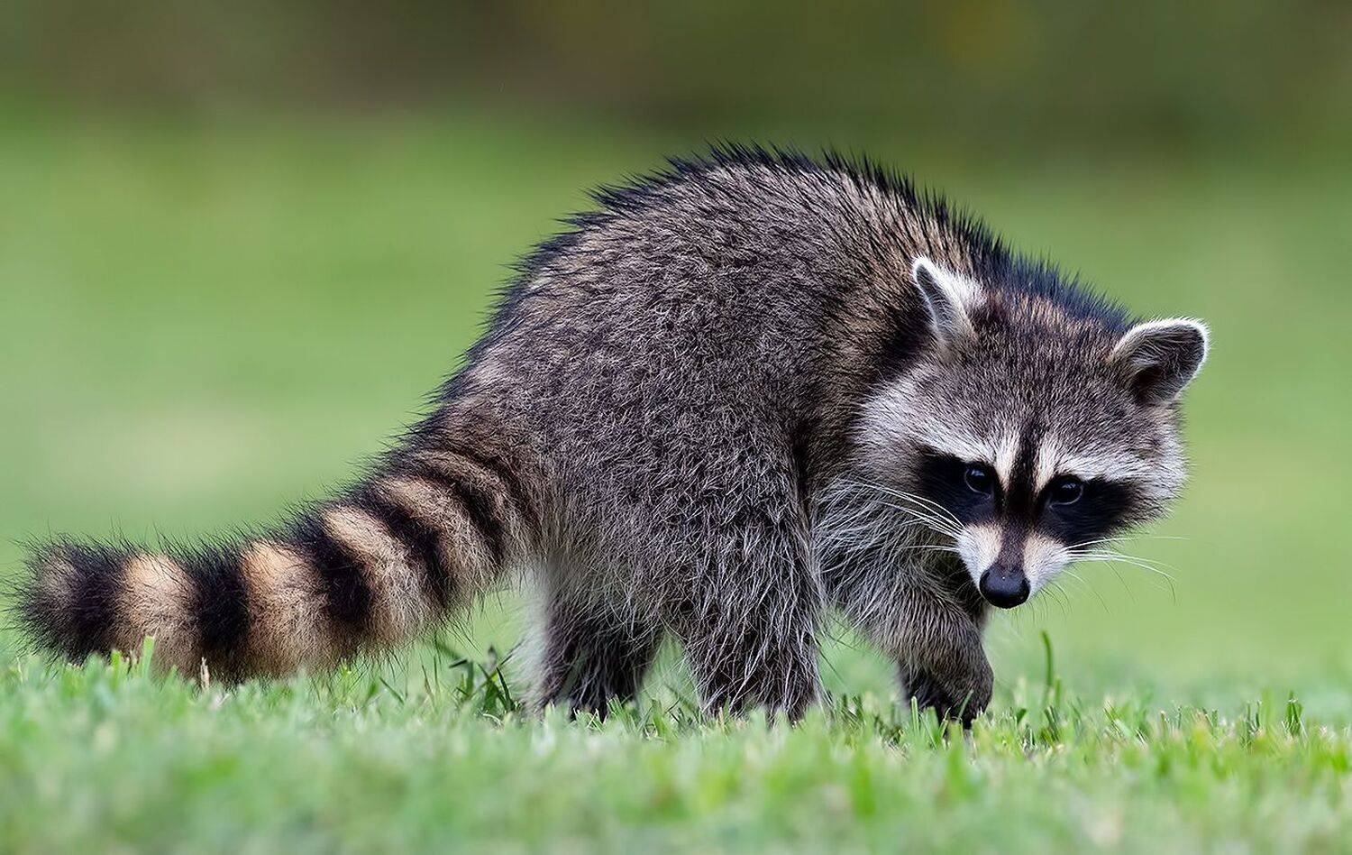 енот обыкновенный, енот-полоскун, raccoon, енот, дикие животные, животные, animals, Elizabeth Etkind