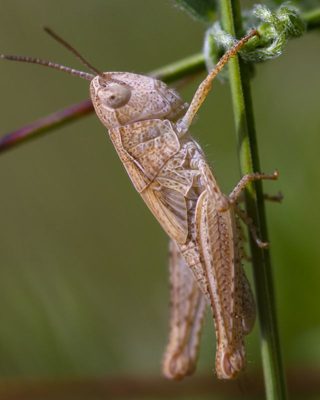 природа, лето, насекомые, кузнечики Не зеленый фото превью