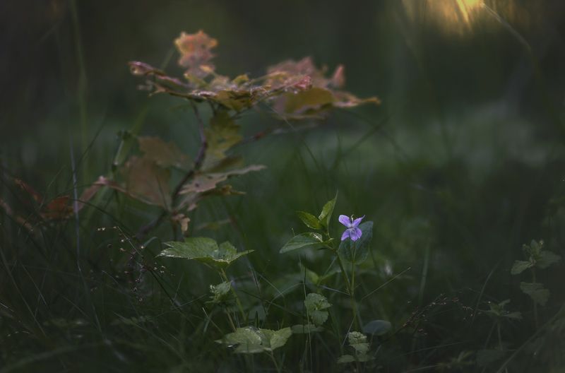 природа, растения, цветы, макро Под покровом леса фото превью