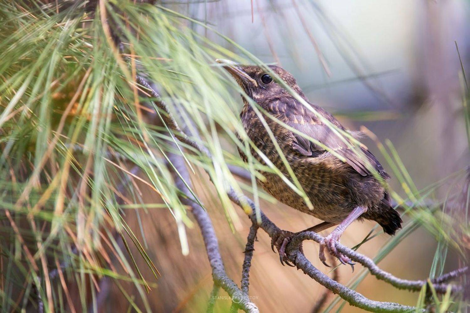 , Станислав Аристов