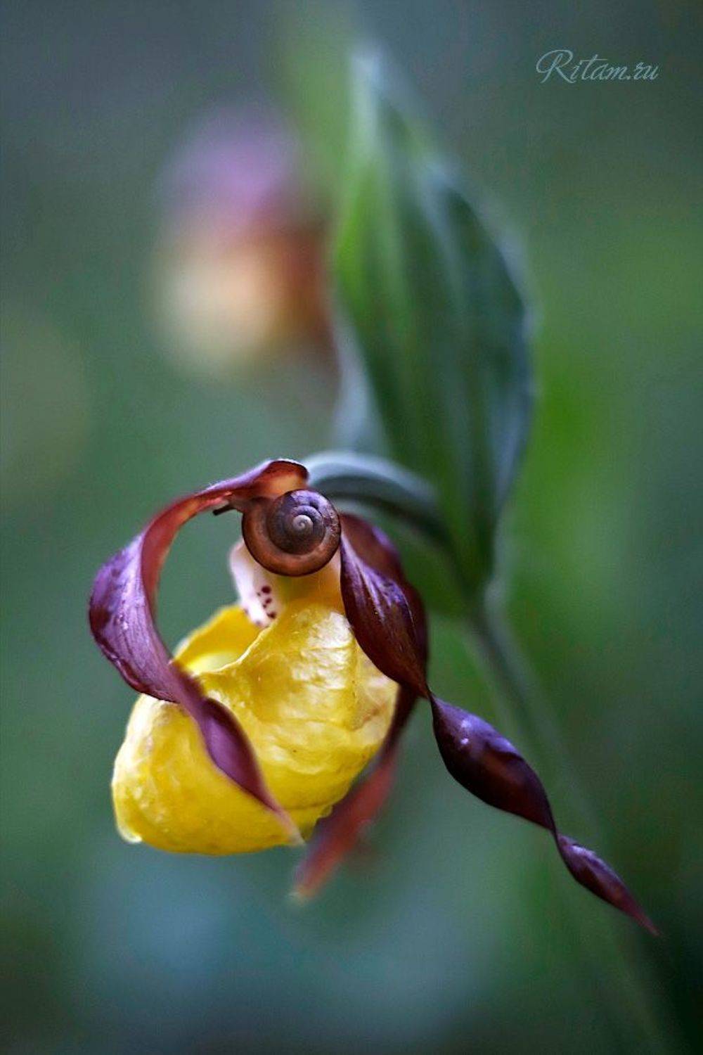 венерин башмачок, орхидея, весна, spring, цветы, flowers, bokeh, боке, стихи, поэзия, ритам, мельгунов, ritam, melgunov, poetry, любовь, love, артфото, Ритам Мельгунов