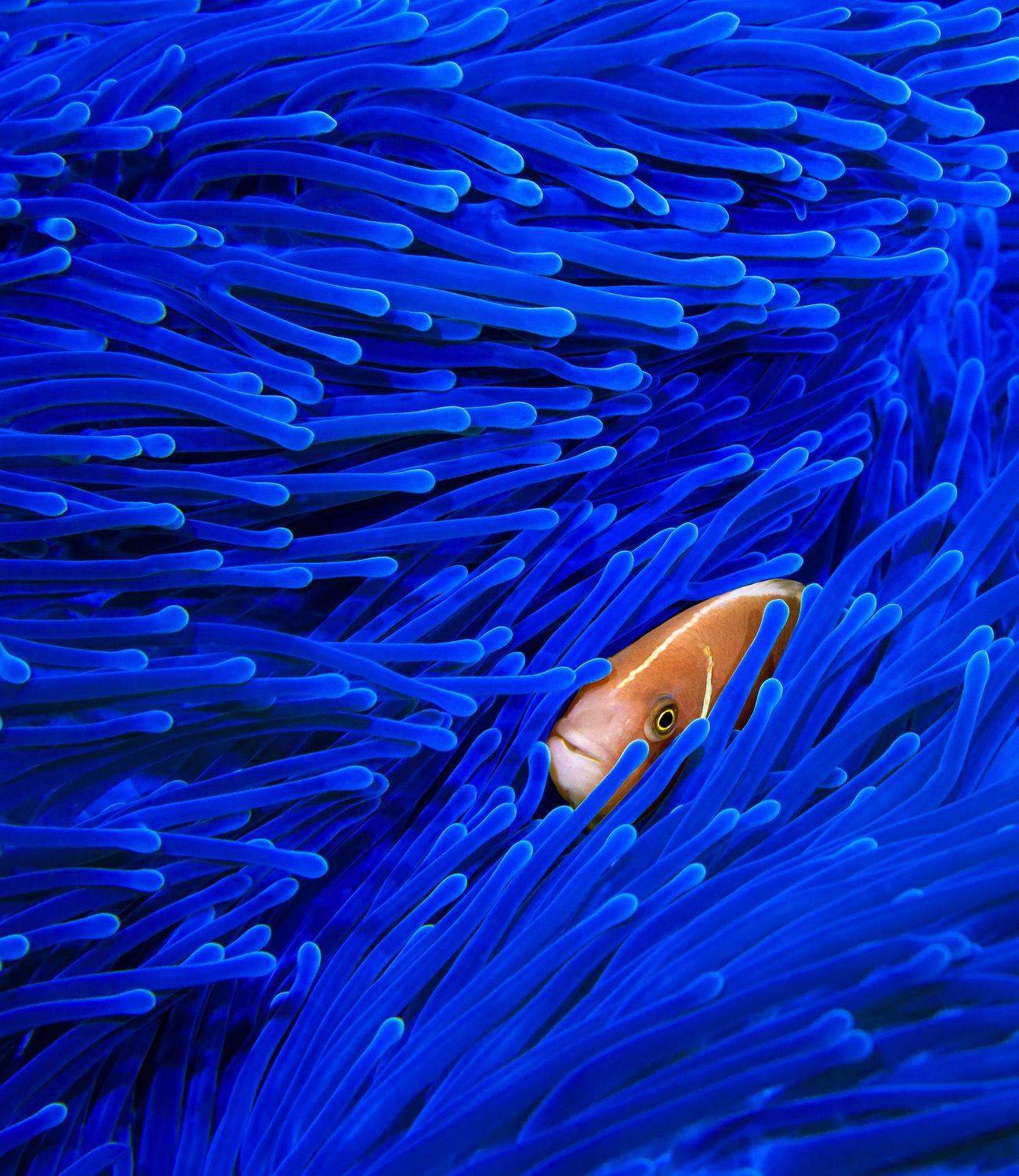 underwater, diving, scuba, ocean, sea, anemone, blue, pink, fish, tropical, macro, marine, Андрей Савин