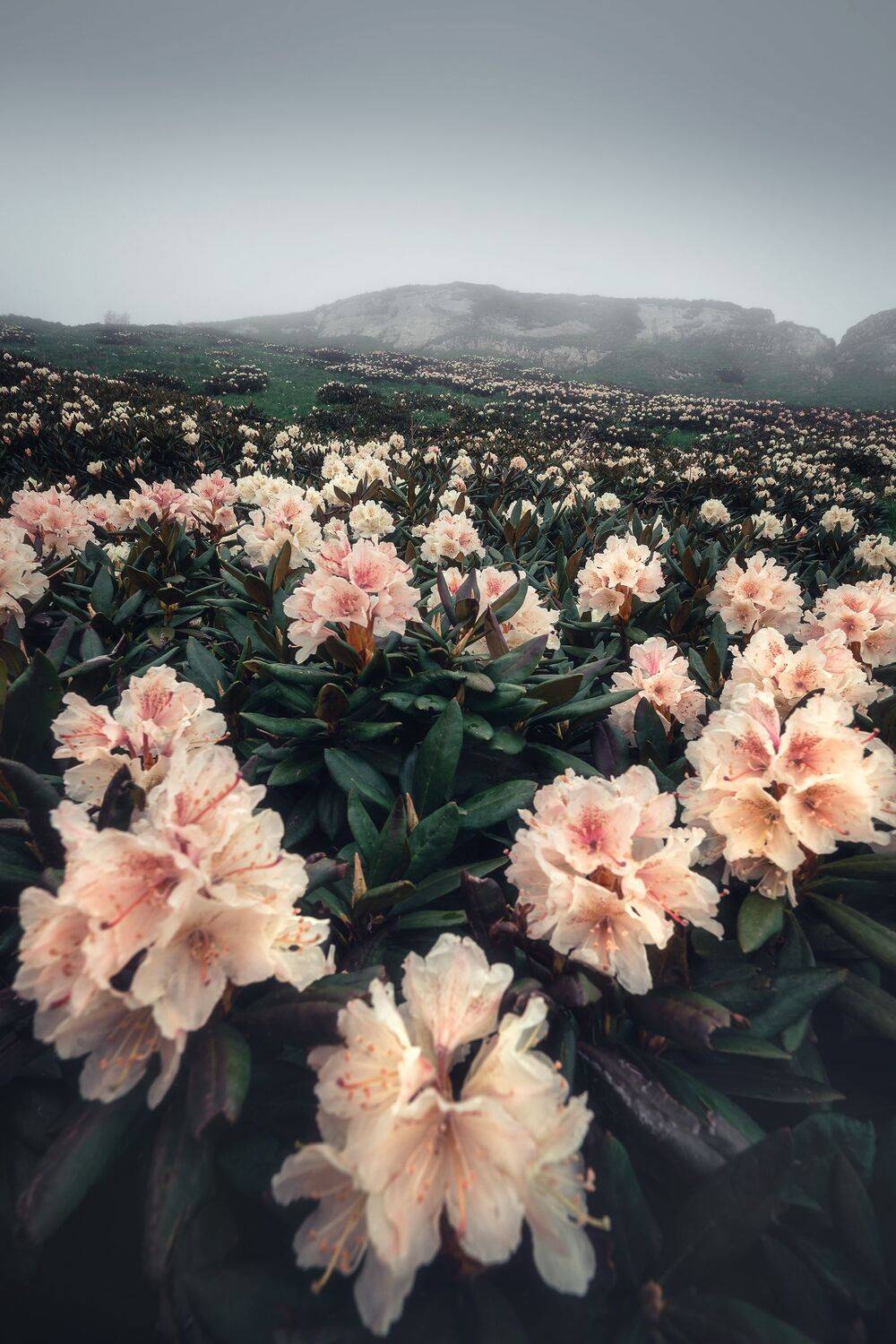 , Алексей Козаченко