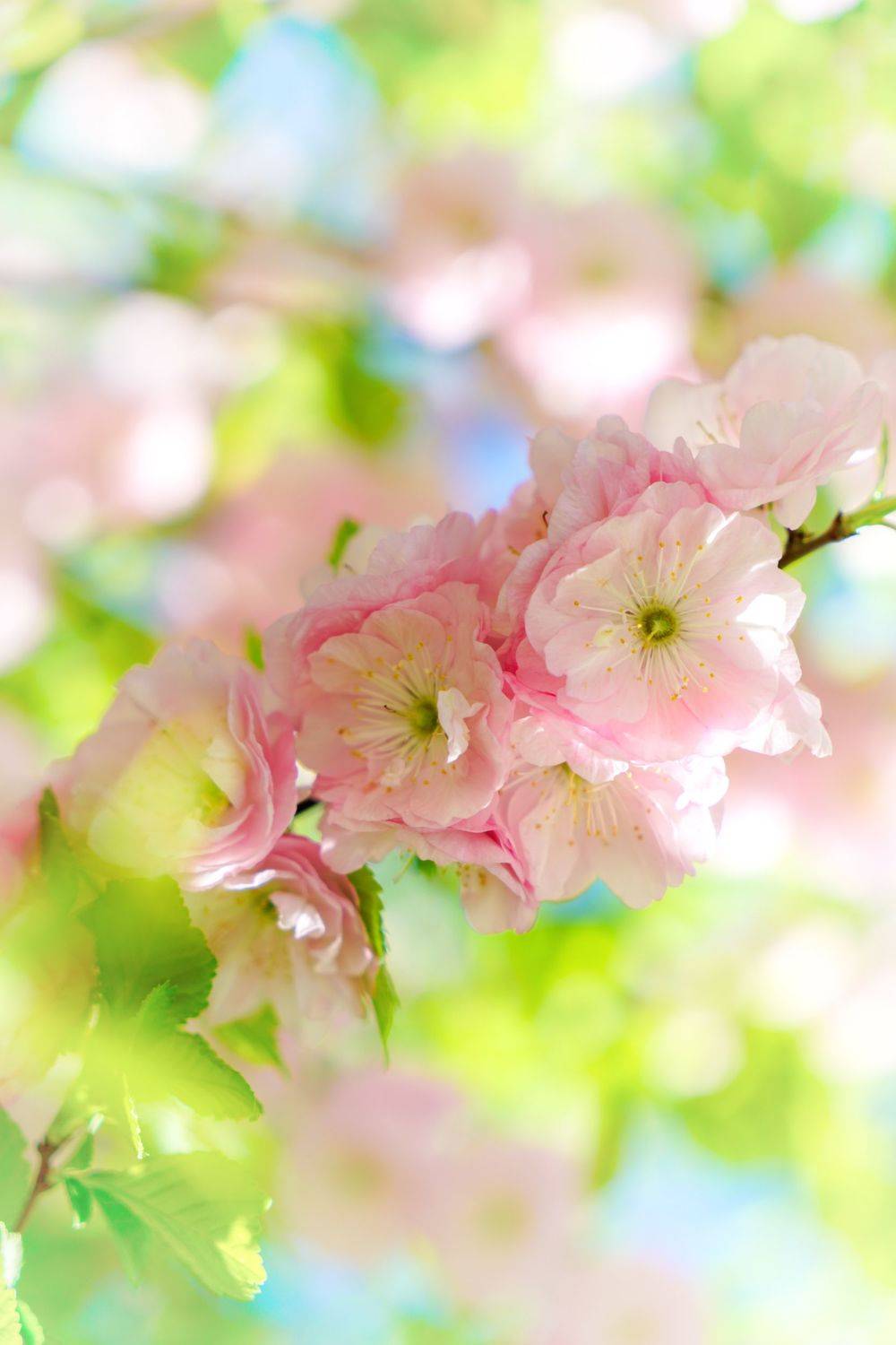 prunus triloba flowers, Татьяна Гореславец