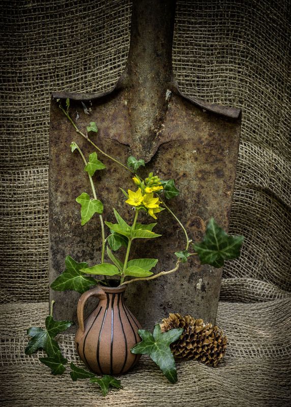 Efeu фото превью