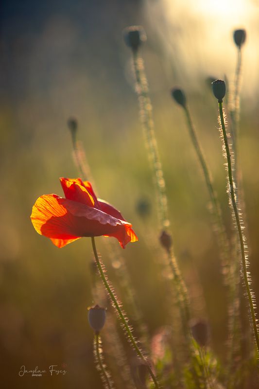 Natura фото превью