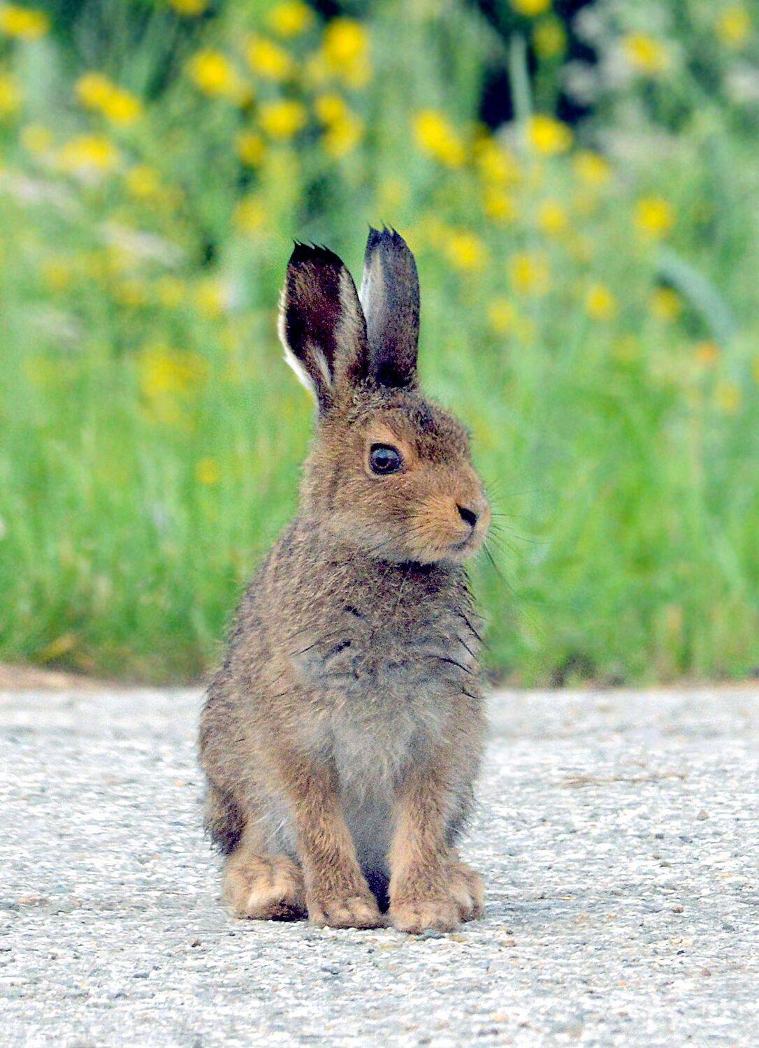 зайчонок познаёт мир., Михаил Белоусов