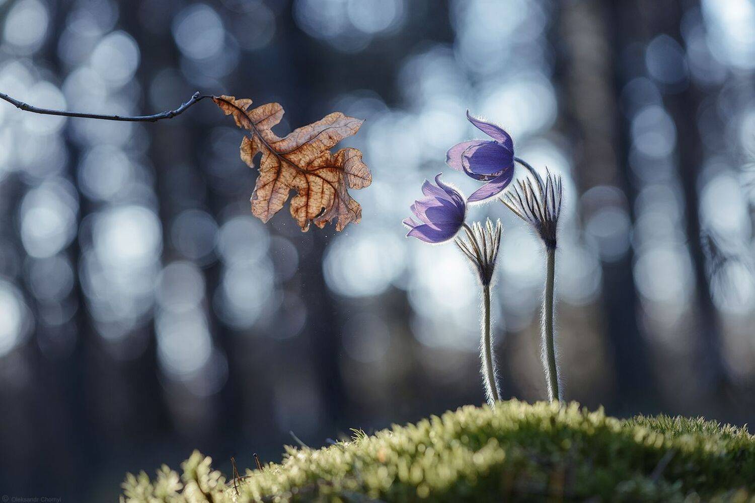 украина, коростышев, весна, апрель, цветы, сон-трава, прострел (рulsatilla), безмолвие, гармония, мгновение, осенний листик, увядание, быстротечность, жизнь, макро, макро мир, макро красота, волшебство, фотограф, чорный,, Александр Чорный
