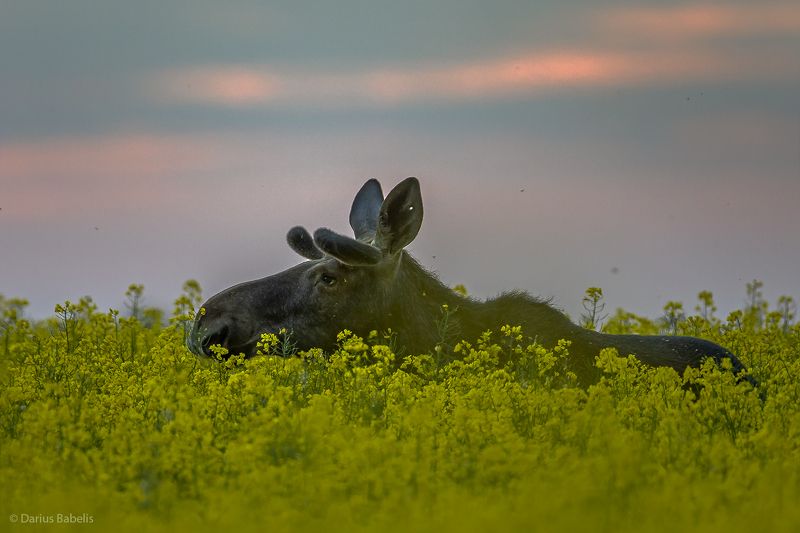 Лось фото превью