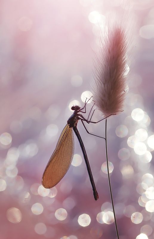Dragonfly фото превью