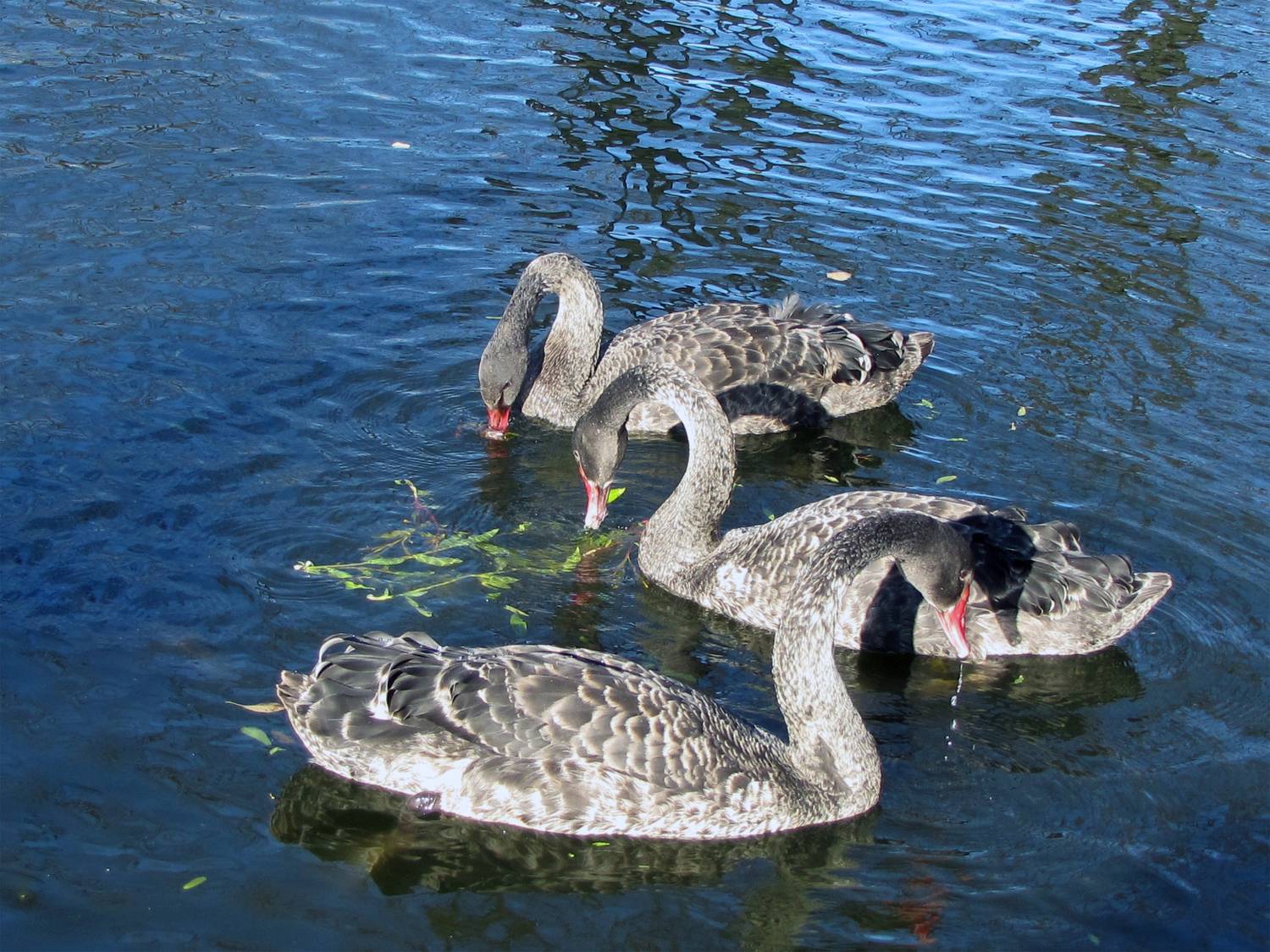 aquatic animal themes,wildlife,animal swimming,wavy,no people,nature water,birds high,outdoor view,duck,Nature,Water,Animal Wildlife,Bird,Animals In The Wild,Outdoors,Lake,Photography,Swan,Swimming,Animal,Water Birds,Day,Reflection, DZINTRA REGINA JANSONE