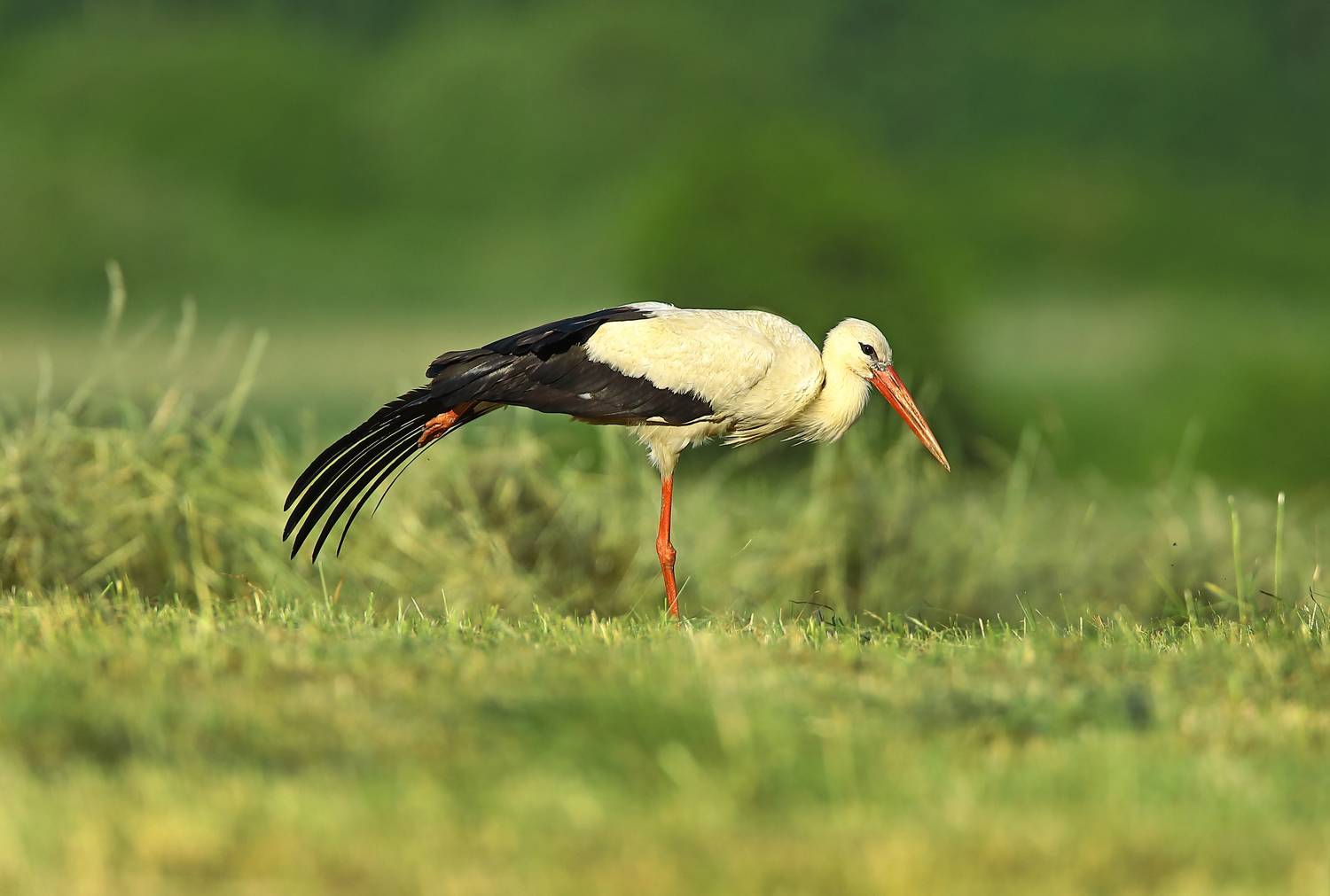, Александр Гусар