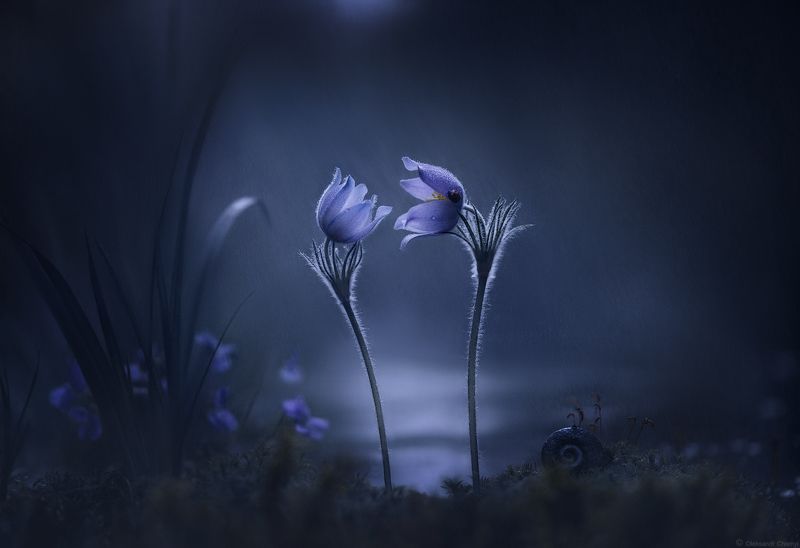 весна, май, цветы, сон-трава, двое, ночь, сумерки, дождь, нежность, любовь, дыхание, безмолвие, молчание, тишина, гармония, волшебство, сказка, магия, единение, макро, макро мир, макро истории, фотограф чорный, \