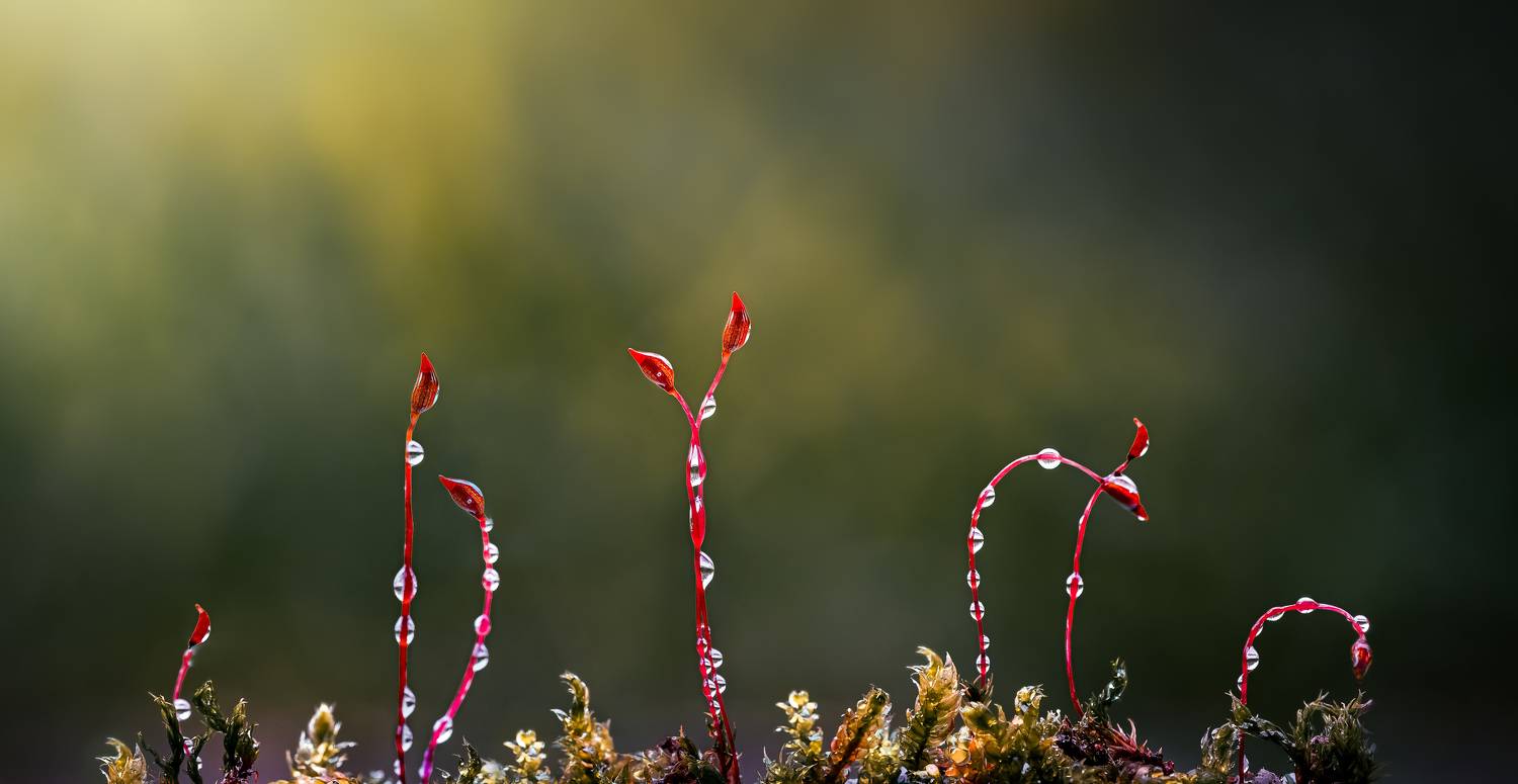 moss, grass, macro, nature, wild, rain, drop, droplets, dew, Atul Saluja
