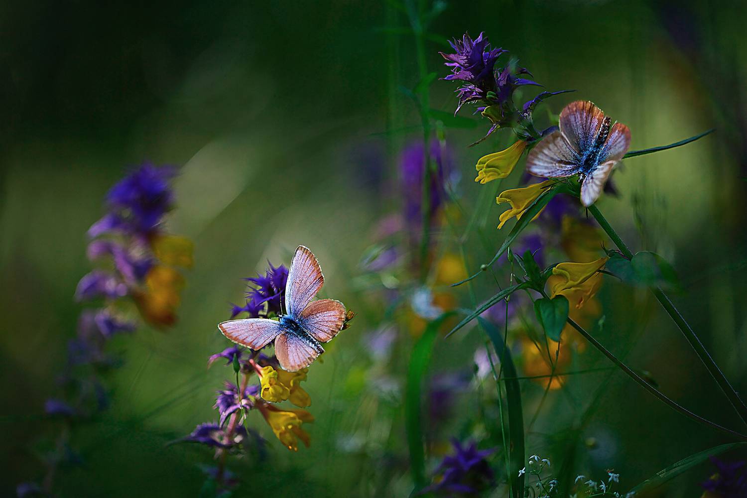 миламиронова, макро, лето, разнотравье, цветы, бабочки, иван-да-марья, Мила Миронова