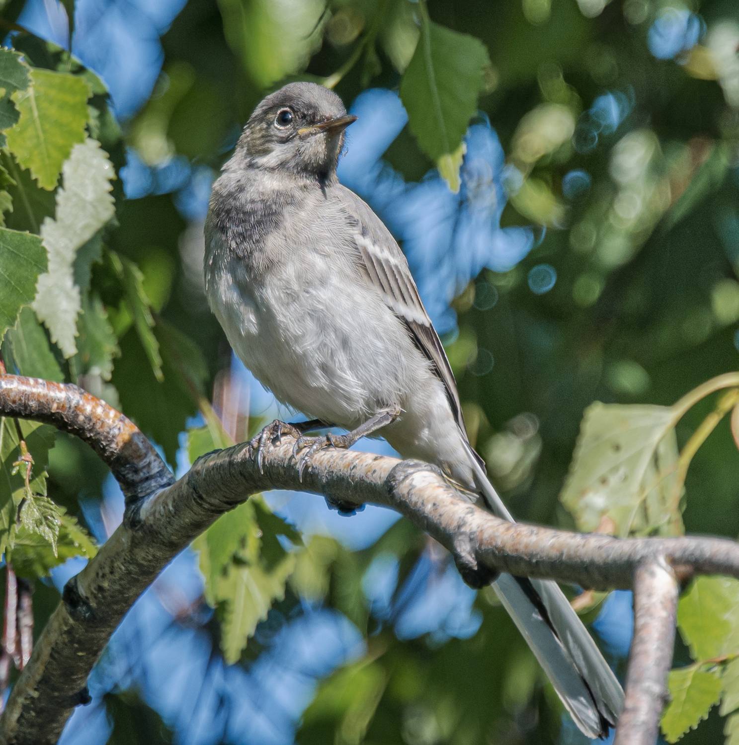 , Курлянцев Алексей