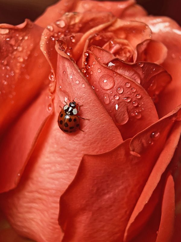 Напиться росы фото превью