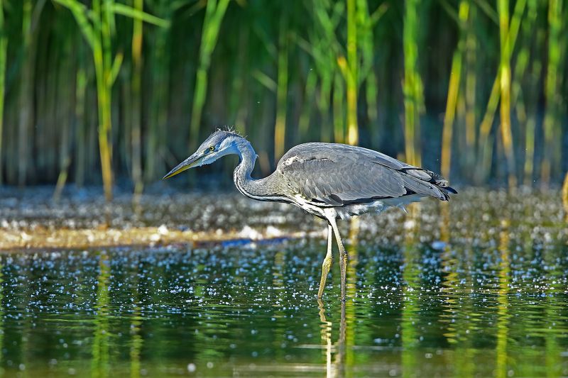 Молодая серая цапля на покрытом заливе пухом. фото превью