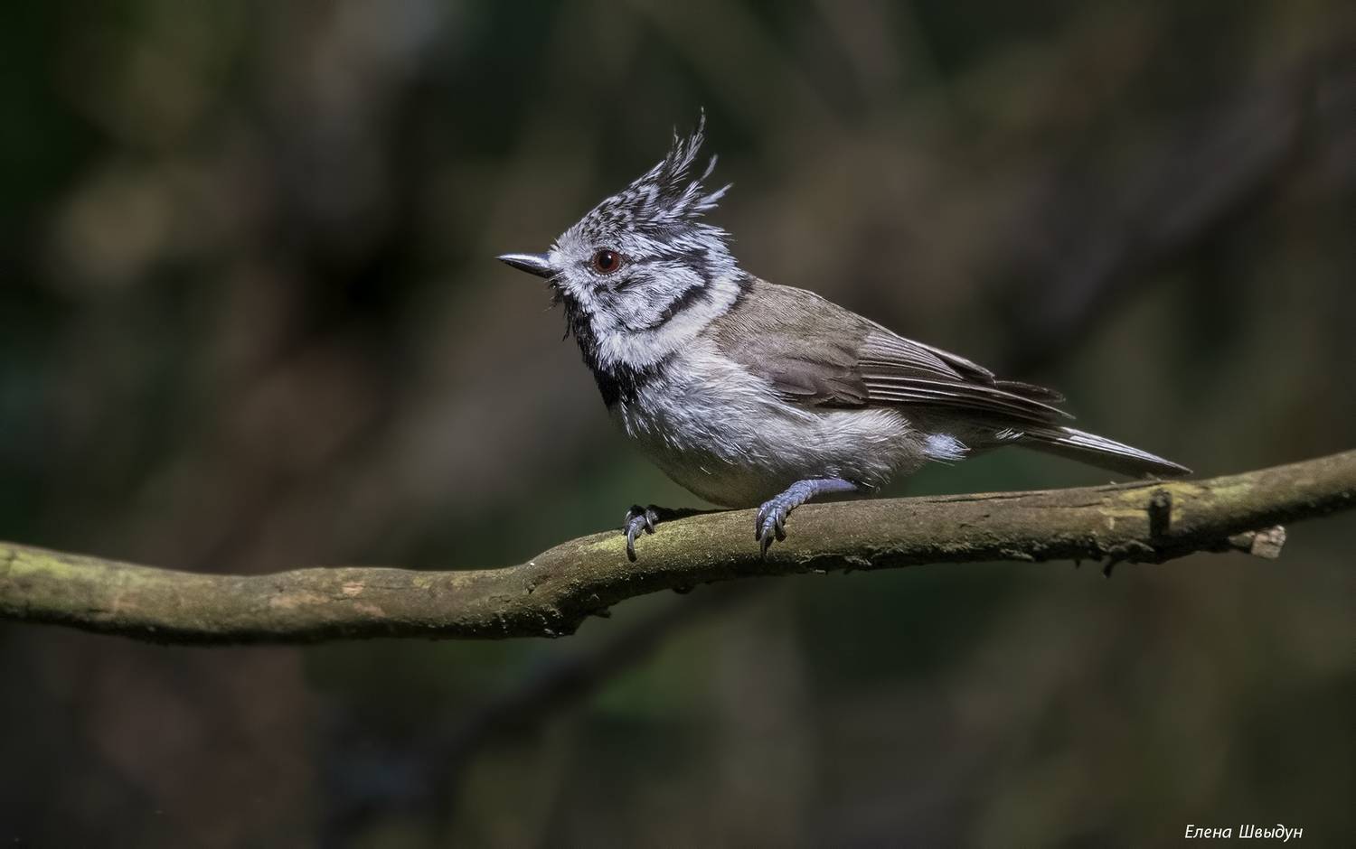 bird of prey, animal, birds, bird,  animal wildlife,  nature,  animals in the wild, european crested tit, птицы, птица, гренадёрка, хохлатая синица, Елена Швыдун