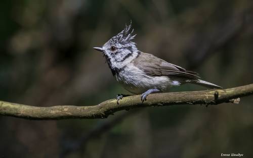 European crested tit