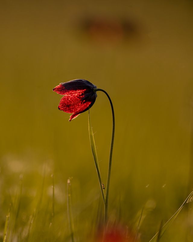 колокол весны фото превью