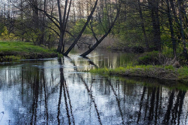 лесная река, весна, молодая зелень, ольха, осина, мещёра, рязанская область Pro майские лесные реки фото превью