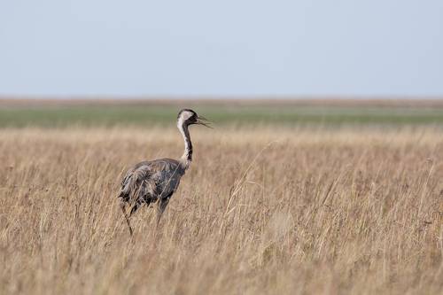 Журавлик в степи..